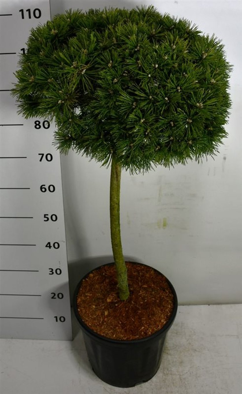 Pinus mugo 'Benjamin' - 60 CM Stem C25